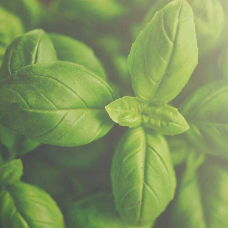 Close-up of fresh basil leaves used to garnish creamy tomato basil soup